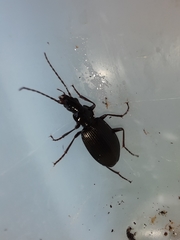 Limodromus