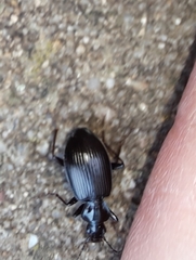Limodromus