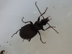 Limodromus