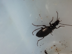 Limodromus
