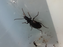 Limodromus