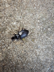Limodromus
