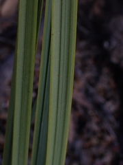 Xanthorrhoea concava