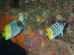 Chaetodon mertensii