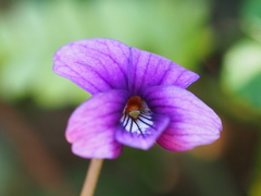 Viola confusa