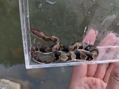 Trimerodytes aequifasciatus