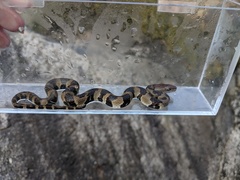Trimerodytes aequifasciatus