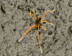 Eriorhynchus