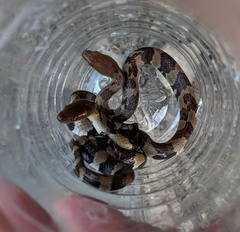 Trimerodytes aequifasciatus