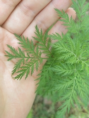 Artemisia gmelinii