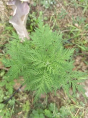 Artemisia gmelinii