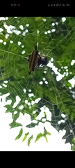 Gasteracantha diadesmia