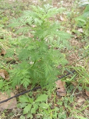 Artemisia gmelinii