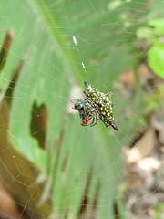 Gasteracantha diadesmia