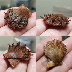 Azumapecten farreri