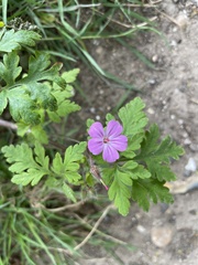Geranium robertianum