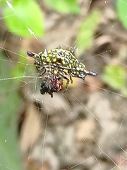 Gasteracantha diadesmia
