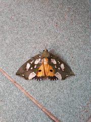 Eudocima hypermnestra