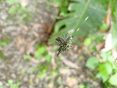 Gasteracantha diadesmia