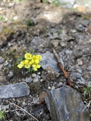 Draba ruaxes