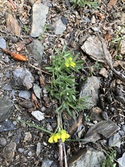 Draba ruaxes