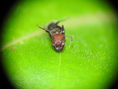 Podomyrma odae