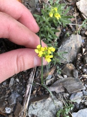 Draba ruaxes