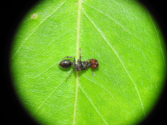 Podomyrma odae