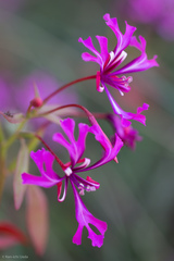 Clarkia concinna