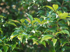 Decaspermum gracilentum