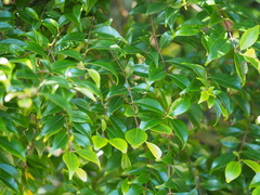 Decaspermum gracilentum