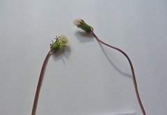 Taraxacum proximum