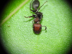 Podomyrma odae