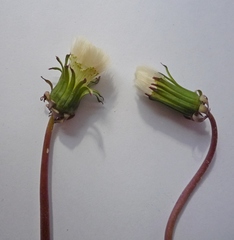 Taraxacum proximum
