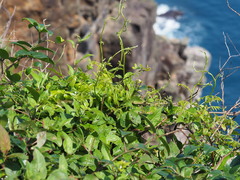 Wisteriopsis reticulata