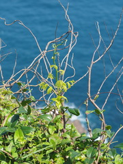 Wisteriopsis reticulata