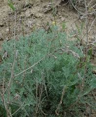 Artemisia taurica