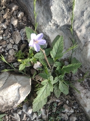 Erodium gruinum