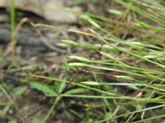 Fimbristylis acicularis