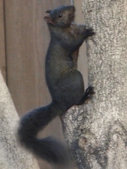 Sciurus carolinensis