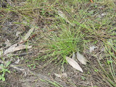 Fimbristylis acicularis