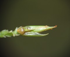 Fimbristylis acicularis