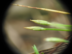 Fimbristylis acicularis