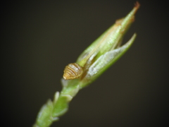 Fimbristylis acicularis