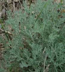 Artemisia taurica