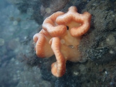Sycozoa cerebriformis