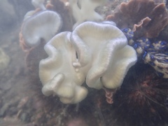 Sycozoa cerebriformis
