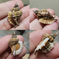 Ocinebrellus inornatus