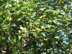 Eleutherococcus trifoliatus setosus