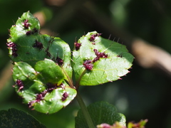 Eleutherococcus trifoliatus setosus